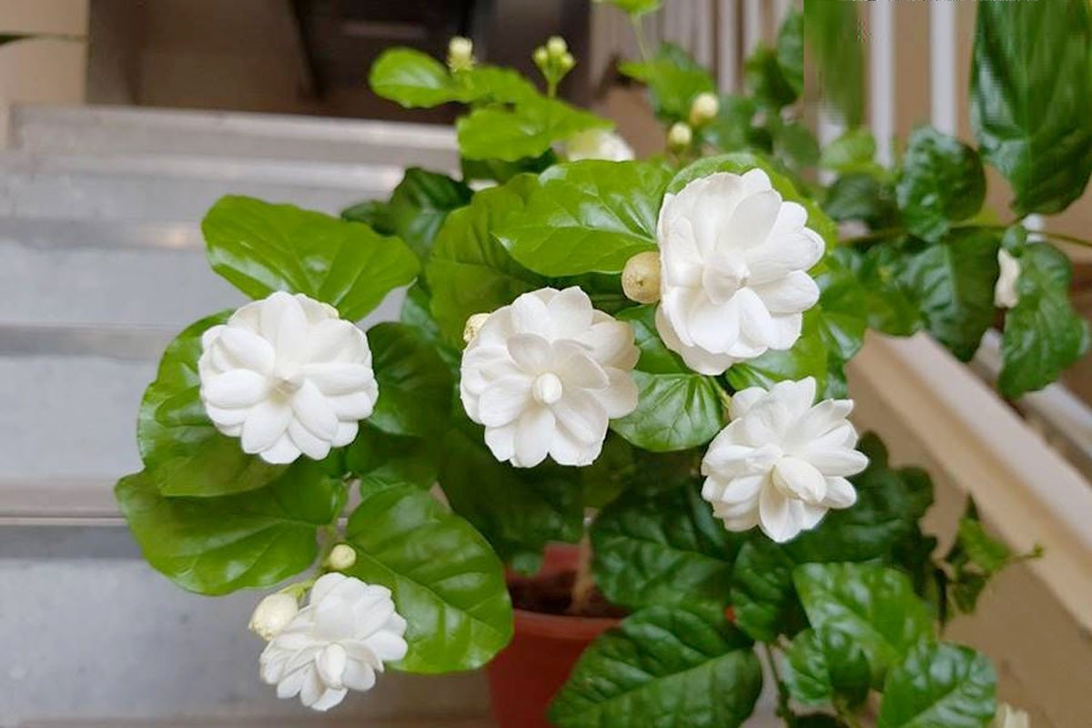 Cây hoa nhài xanh tốt trong chậu đặt ở ban công, mang lại vẻ đẹp và vượng khí cho ngôi nhà.