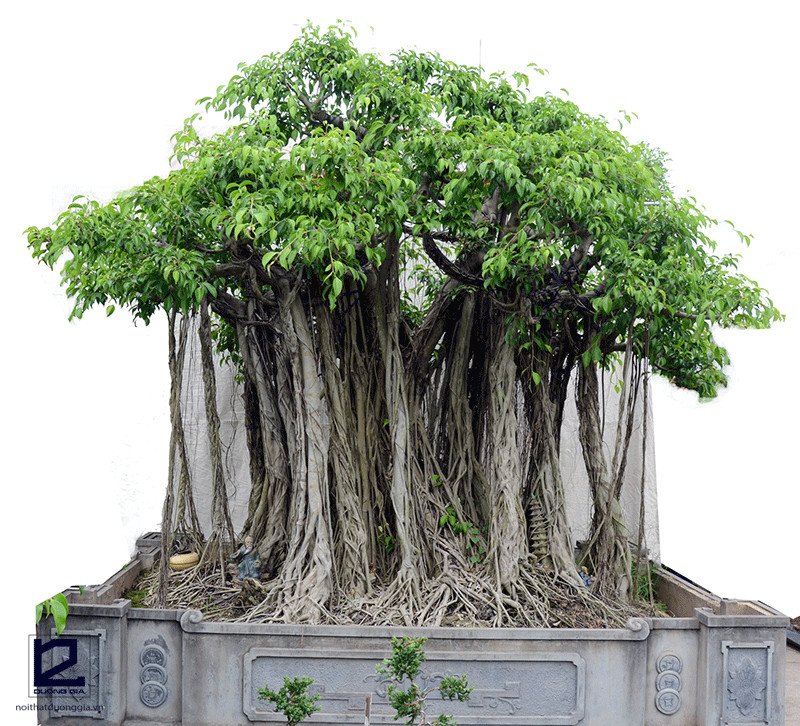 Cây si đại thụ với rễ phụ rủ xuống, biểu tượng phong thủy may mắn cho gia đình