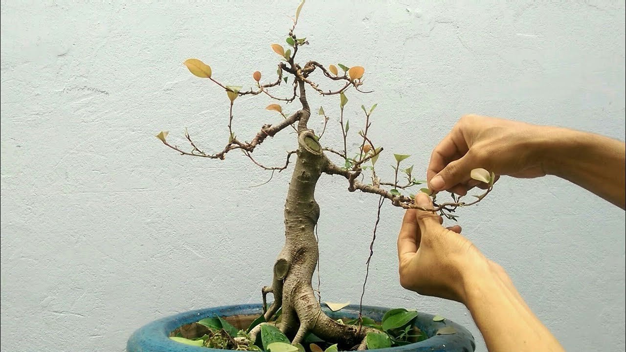 Cây si được tạo dáng nghệ thuật bonsai với cành lá xanh tốt