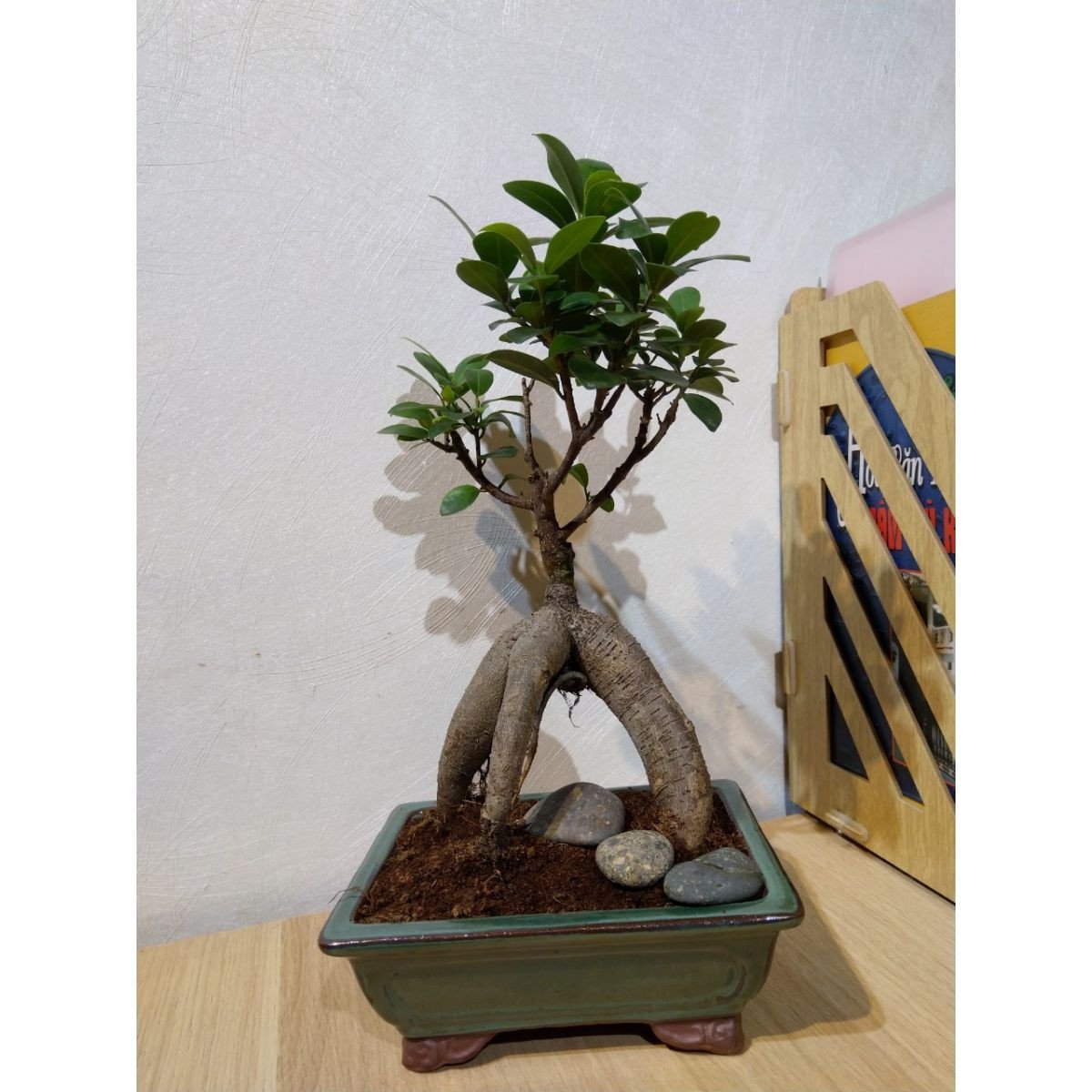 Cây si mini bonsai đẹp mắt phù hợp trồng trang trí trong nhà