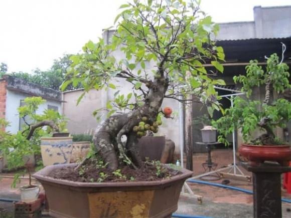 Cây sung với tán lá xanh tốt, biểu tượng của sự thịnh vượng khi trồng làm cảnh phong thủy.