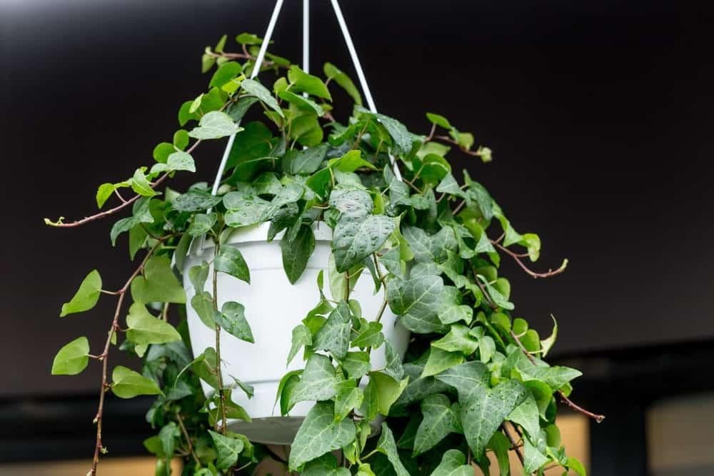 Cây thường xuân giúp không khí trong lành