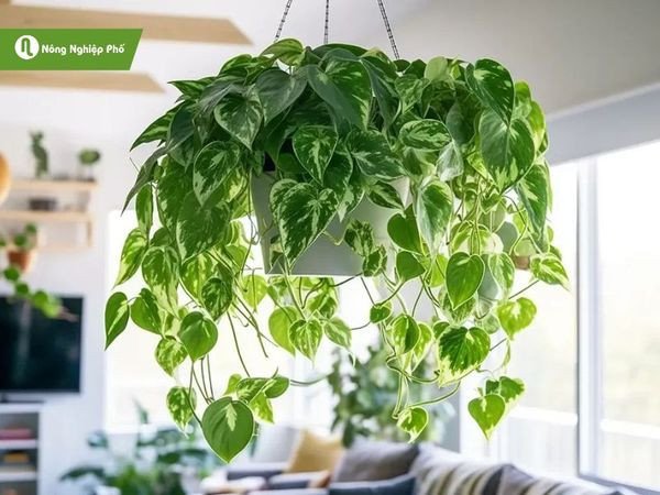 Cây trầu bà có thể giúp gia chủ thu hút tài lộc và cải thiện công việc