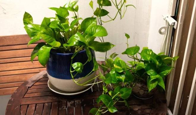 Cây trầu bà xanh tươi trong chậu