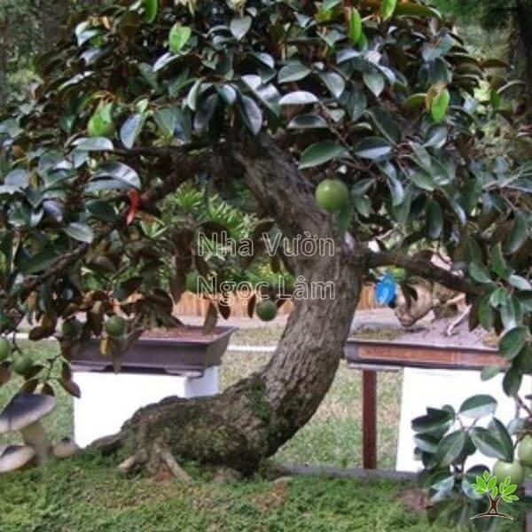 Cây vú sữa trước nhà mang lại không gian xanh và tài lộc