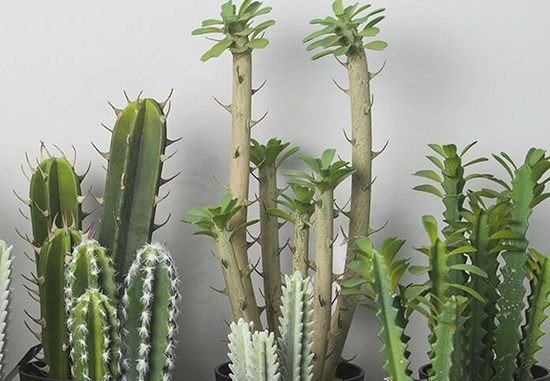 Cây xương rồng trồng ở hàng rào nhà