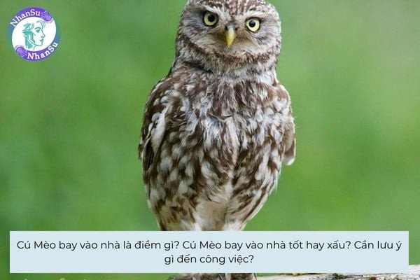 Cú mèo đậu trên cành cây, tượng trưng cho điềm báo khi cú mèo bay vào nhà