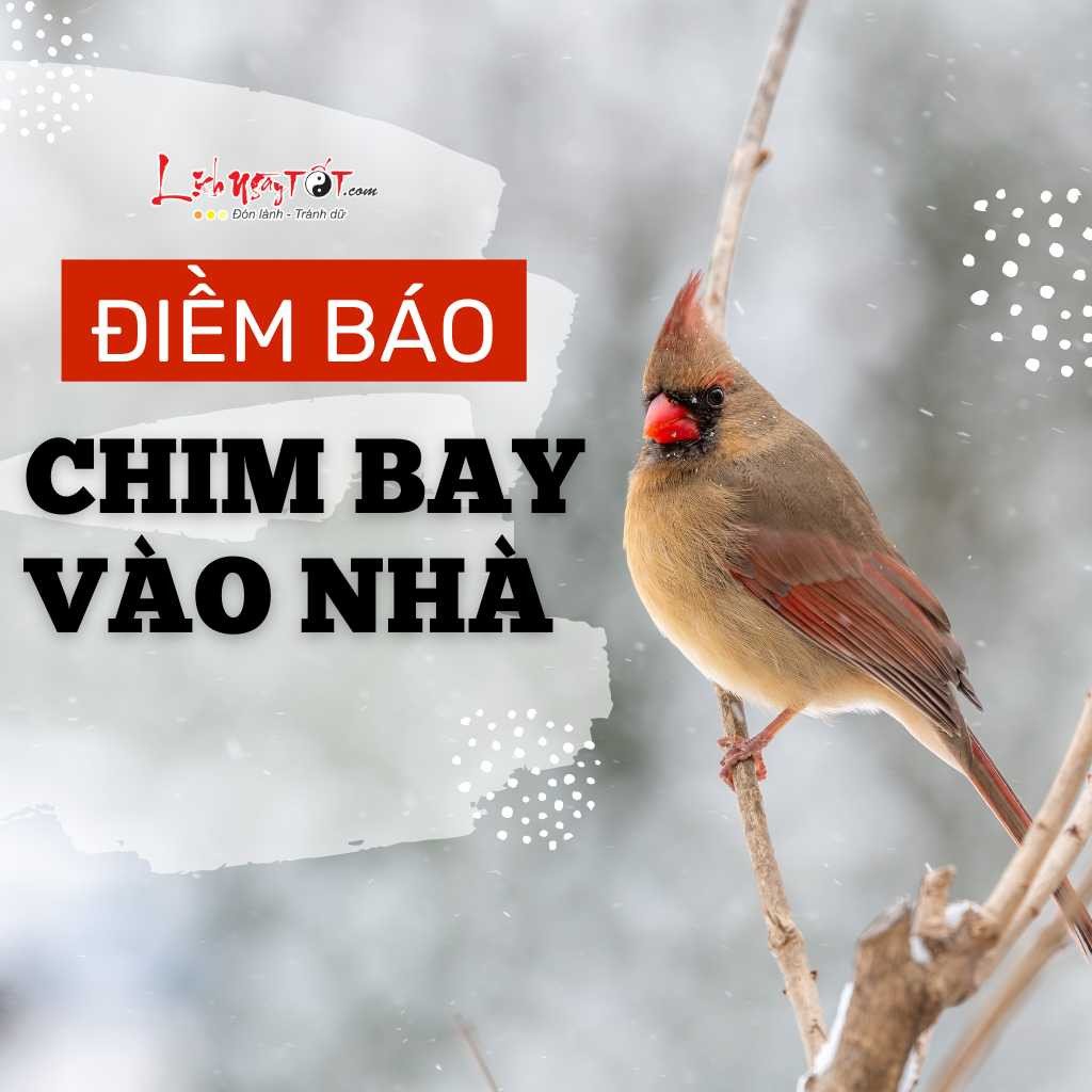 Điềm báo chim bay vào nhà, tốt hay xấu, hình ảnh chim én bay vào nhà