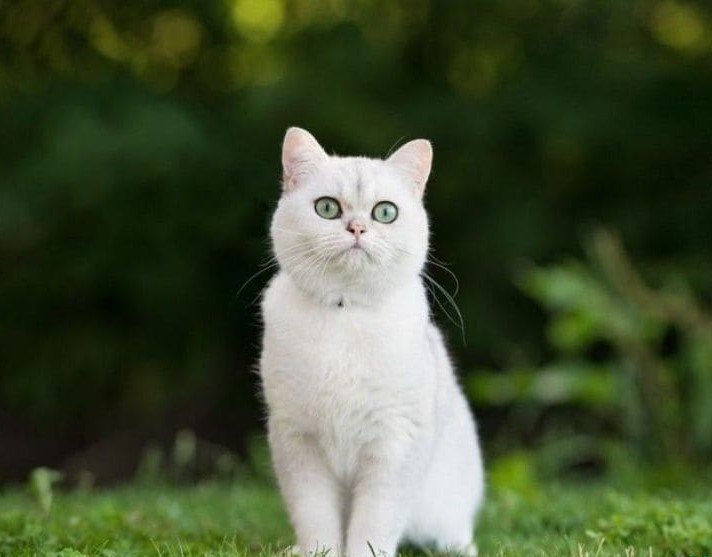 Điềm báo khi mèo trắng vào nhà