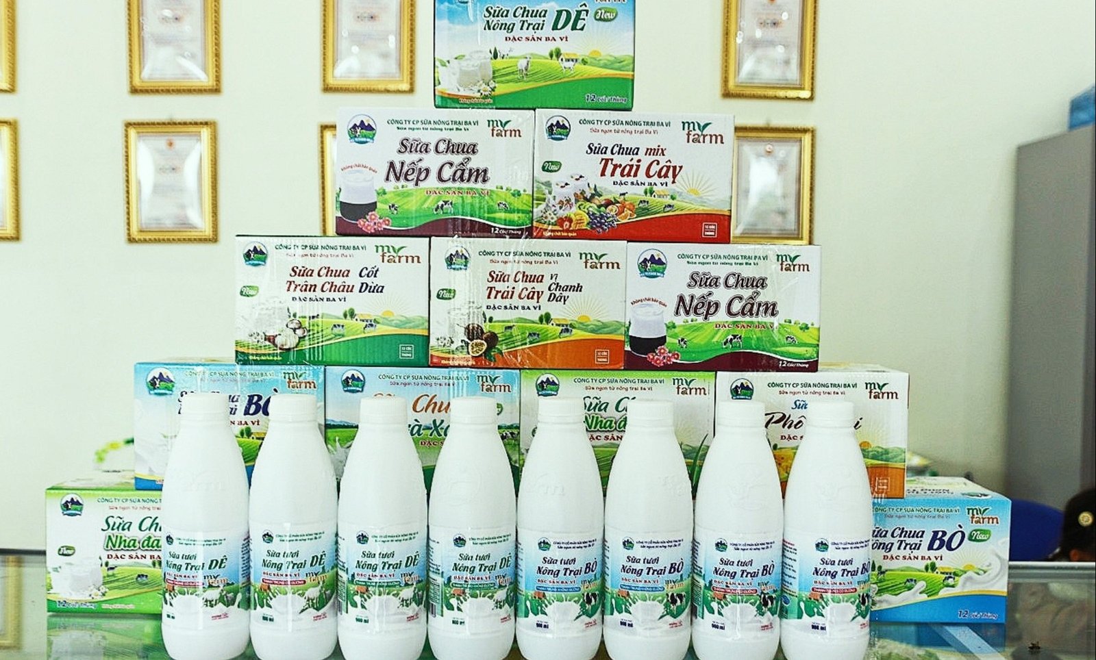 Đồng cỏ xanh mướt tại Ba Vì hỗ trợ chăn nuôi bò sữa