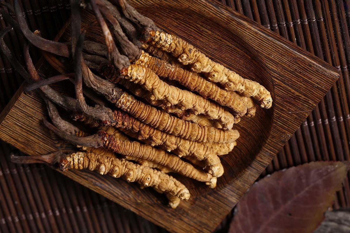 Đông trùng Hạ thảo bồi bổ sức khỏe tổng thể