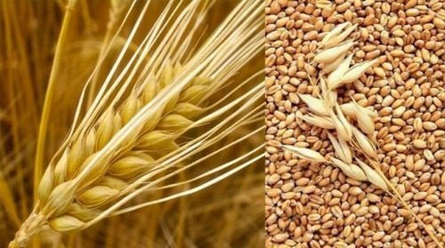 Hạt lúa mạch mì đang nảy mầm để sản xuất mạch nha