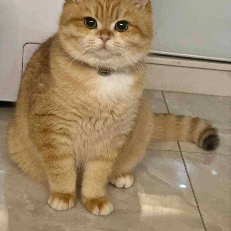 hình ảnh avatar mèo vô tri đáng yêu