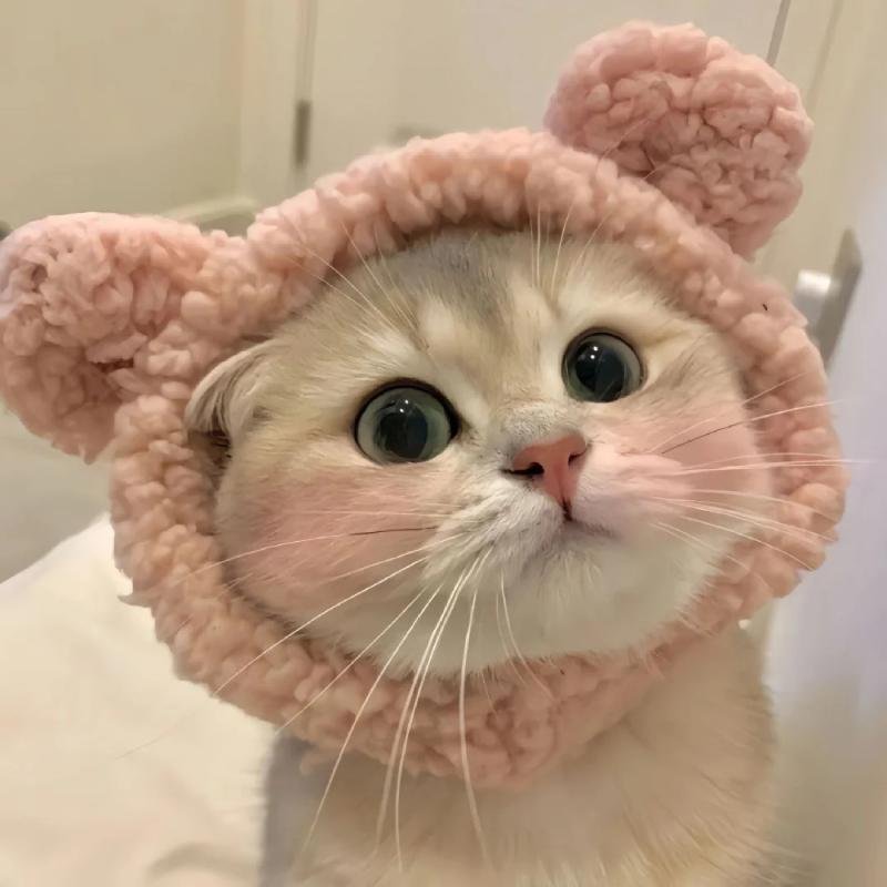 hình ảnh avatar mèo vô tri phong cách lạ