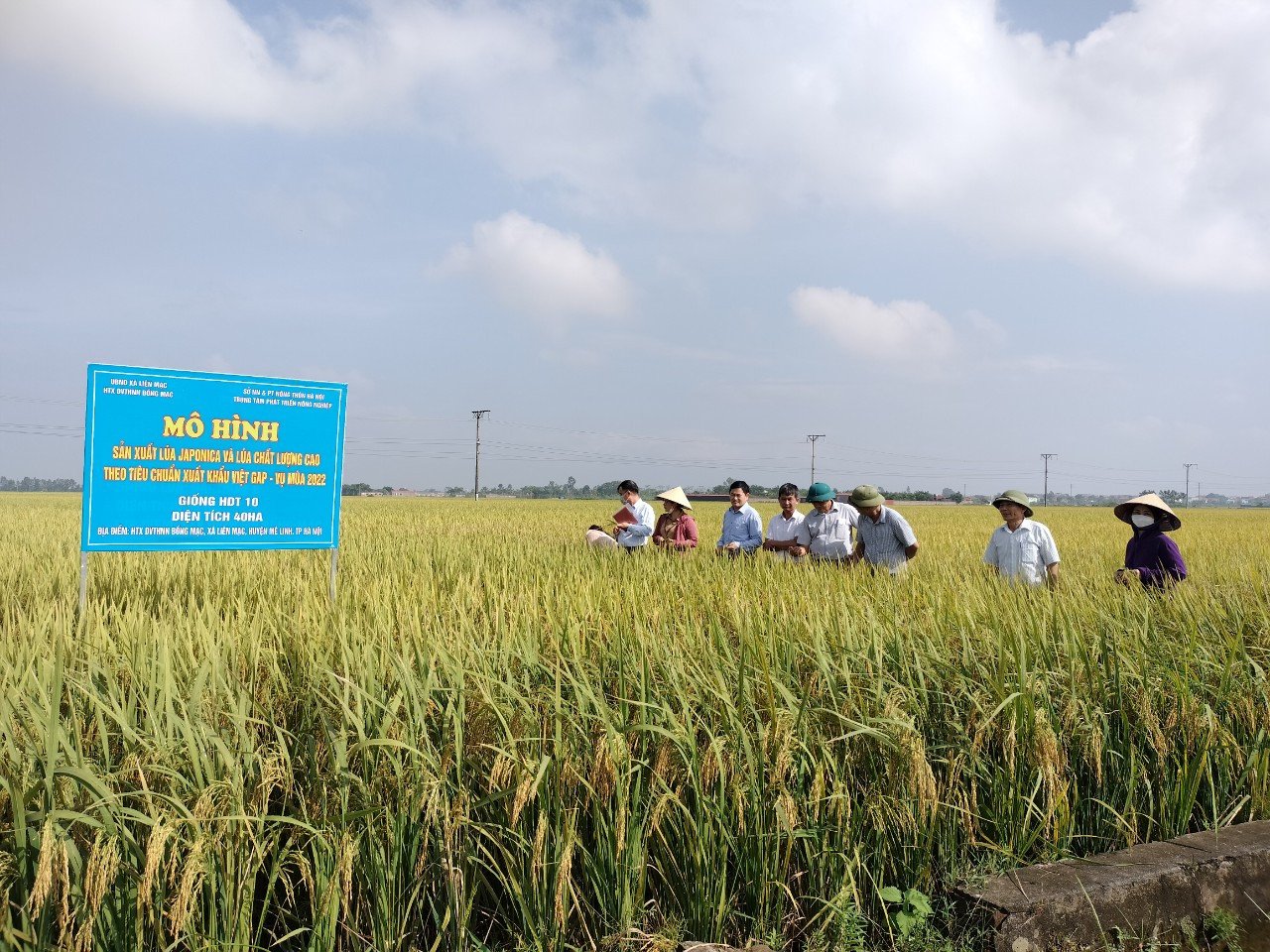 Hình ảnh cây lúa HDT10 với bông lúa chín vàng