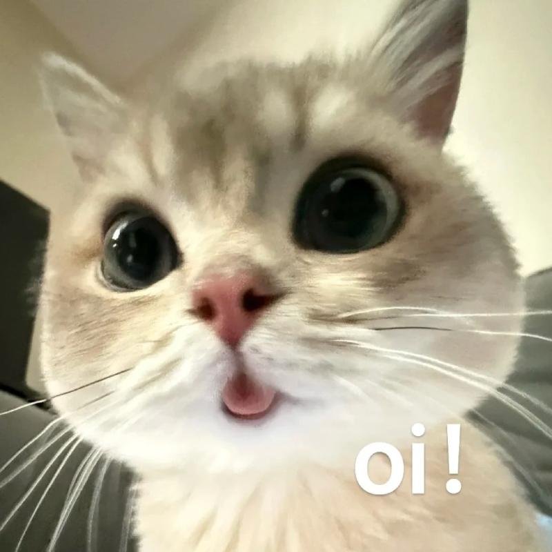 hình ảnh meme avatar dùng làm avatar