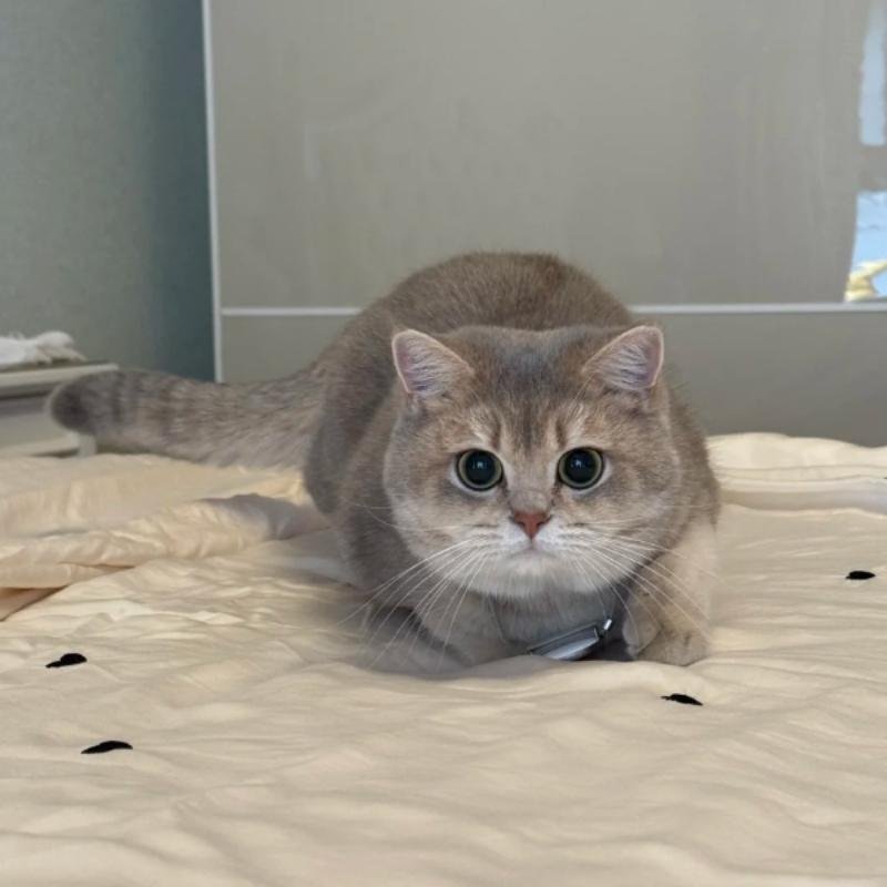 hình ảnh mèo vô tri cho avatar mạng xã hội