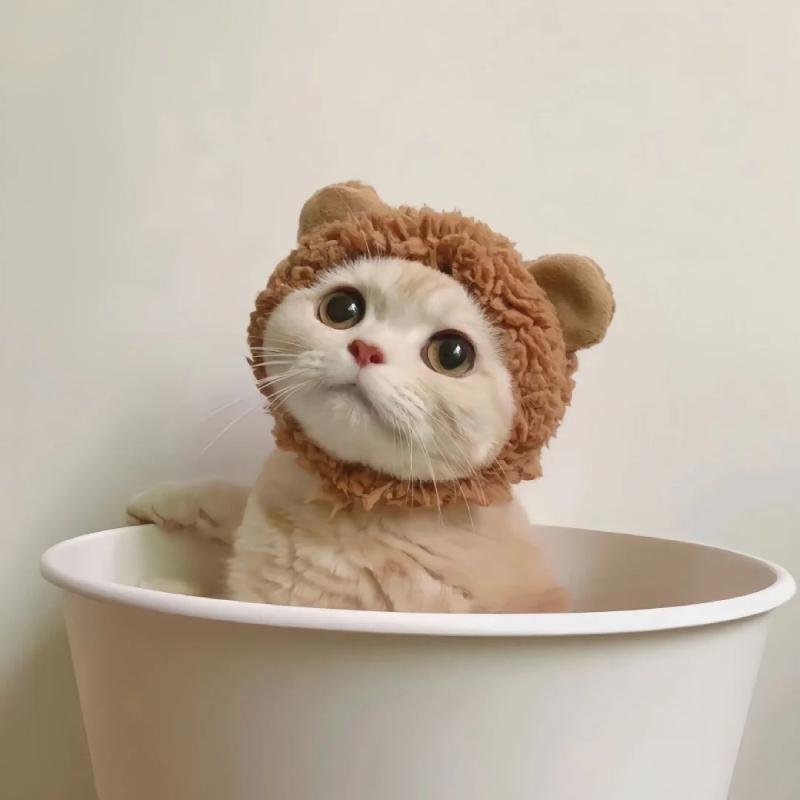 hình ảnh mèo vô tri cute dễ thương