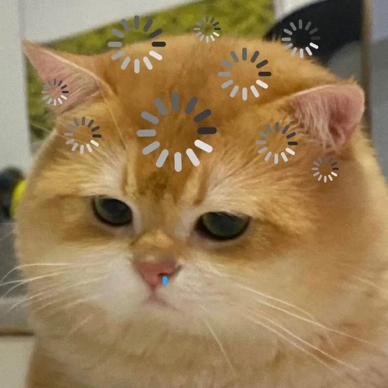 hình ảnh mèo vô tri đang lag nhẹ