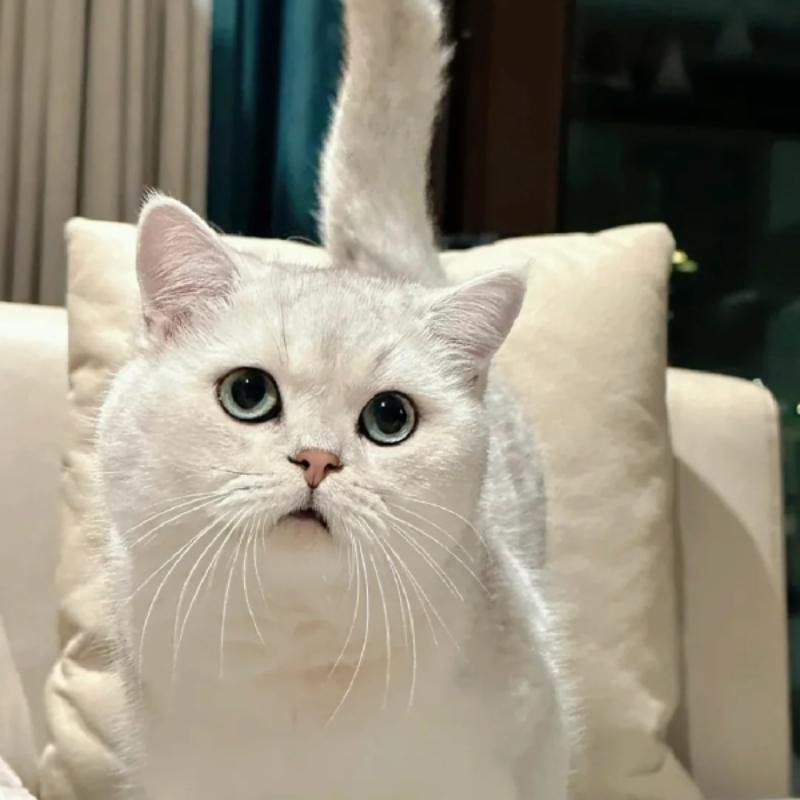 hình ảnh mèo vô tri nhìn rất vô cảm