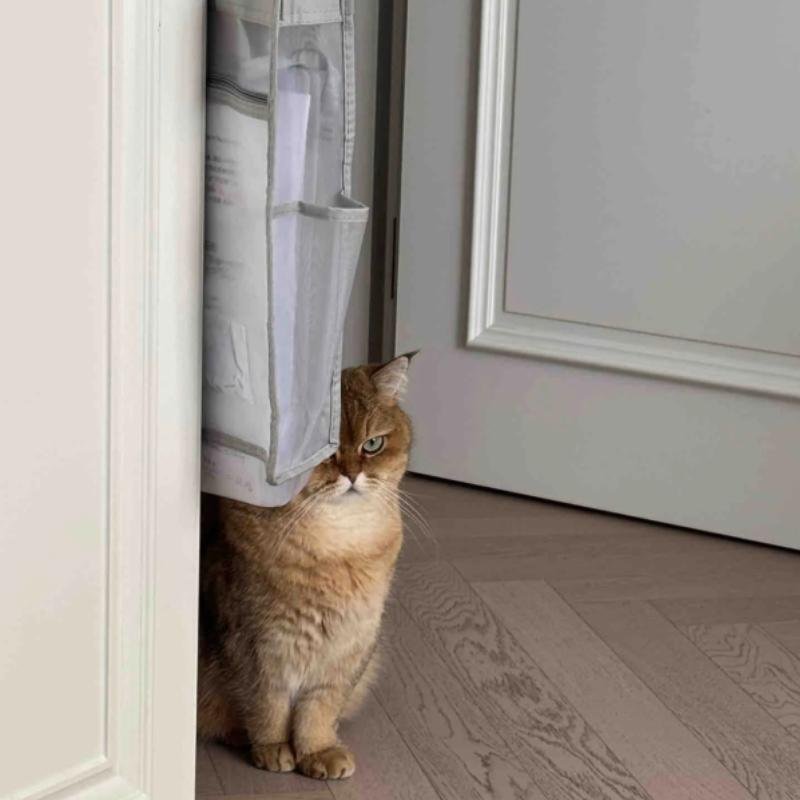 hình ảnh mèo vô tri phong thái lạnh