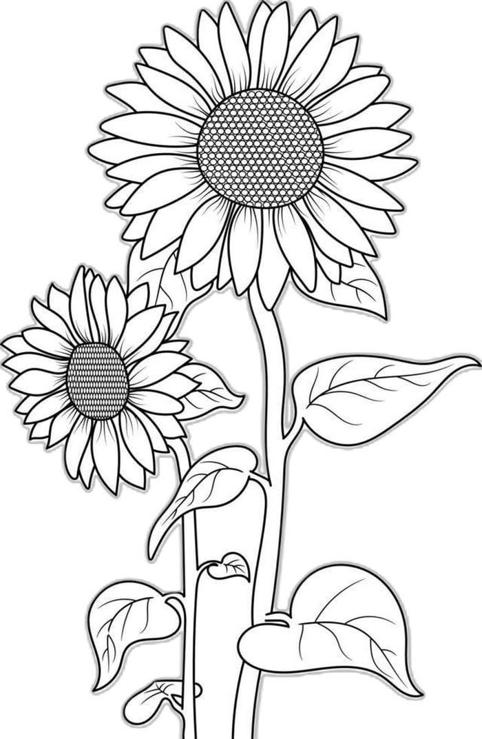 hình tô màu hoa hướng dương sắc nét