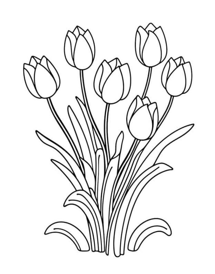 hình tô màu tulip đơn giản