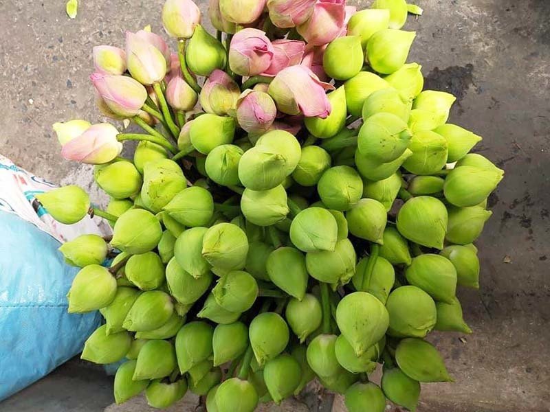 Hoa sen quan âm miền Nam được đóng thùng, vận chuyển bằng máy bay ra Hà Nội