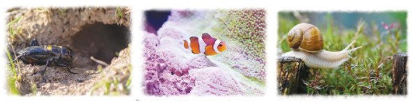 Khám phá nơi ở đa dạng của dế, cá và ốc sên trong tự nhiên, liên hệ chuyện xây nhà lớp 3 trang 82