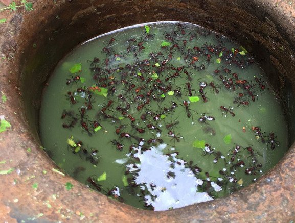 Kiến đạn được làm bất tỉnh bằng dung dịch thảo dược truyền thống