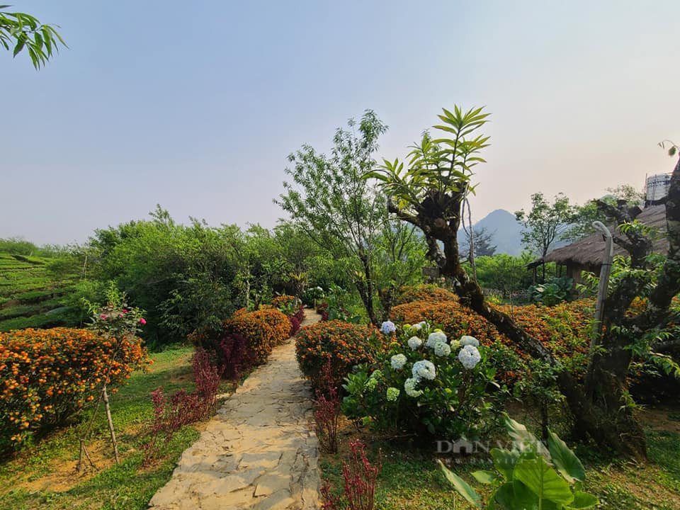 Lối vào homestay A Páo tràn ngập các loài hoa đa sắc, chào đón du khách