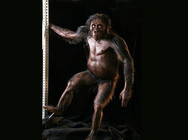 Lucy Người Vượn Phương Nam Là Ai: Khám Phá Tổ Tiên Loài Người