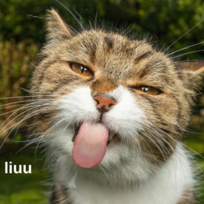 meme avatar biểu cảm hài ngầy