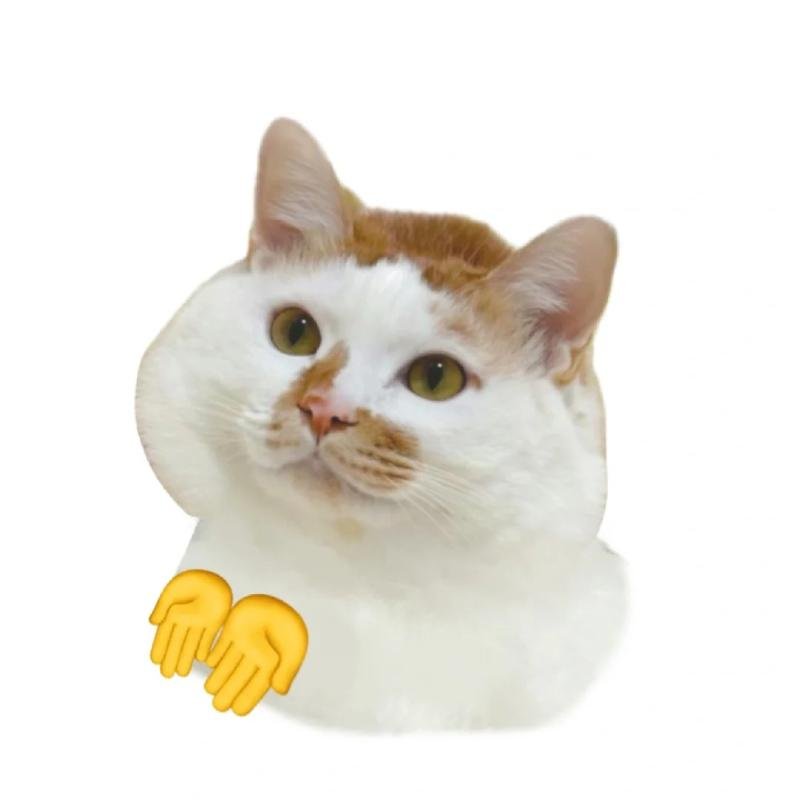 meme avatar mèo vô tri dang tay