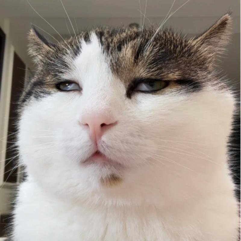 mèo vô tri biểu cảm đơ hài hước