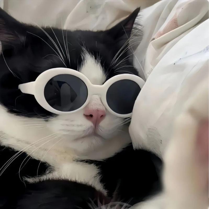 mèo vô tri cute kiểu không cảm xúc