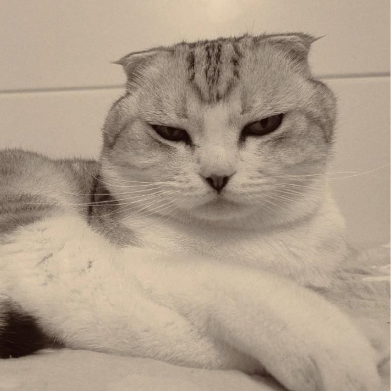 mèo vô tri cute làm avatar độc lạ