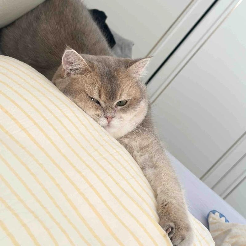 mèo vô tri cute nhưng rất nghiêm túc