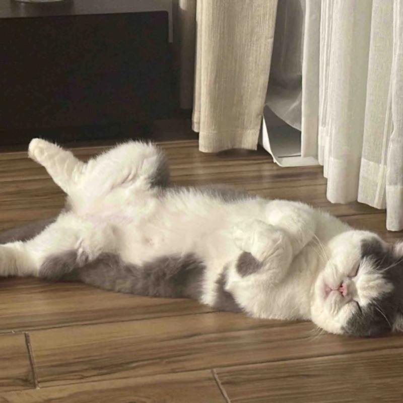 mèo vô tri cute nhưng rất vô hồn