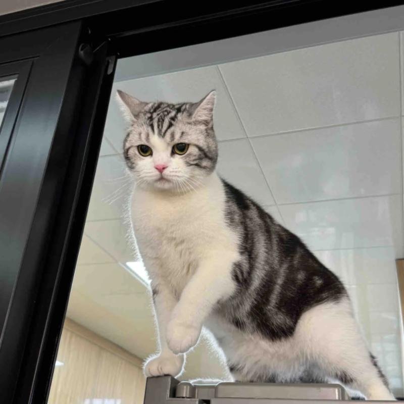 mèo vô tri cute theo kiểu mặt đơ