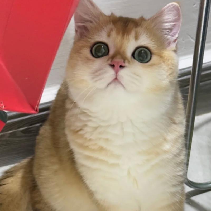 mèo vô tri làm avatar nhìn rất mặn