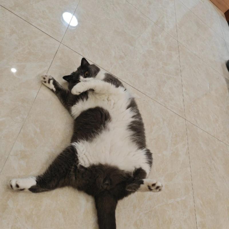 mèo vô tri ngầu kiểu không quan tâm