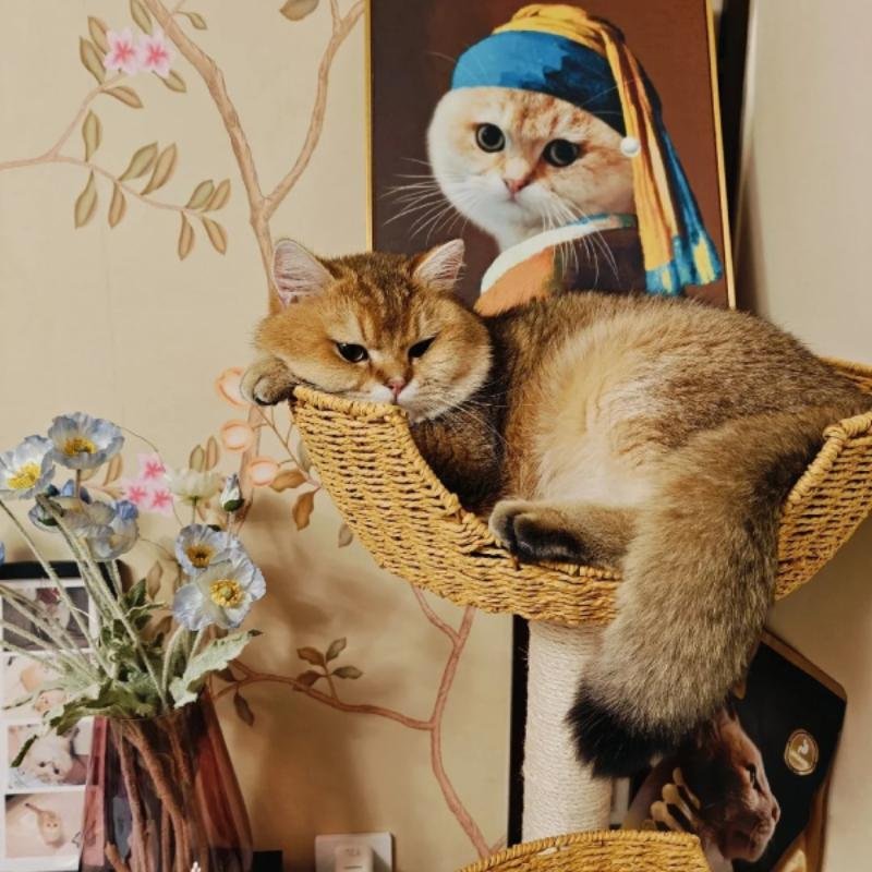 mèo vô tri nhìn đời bằng ánh mắt đơ