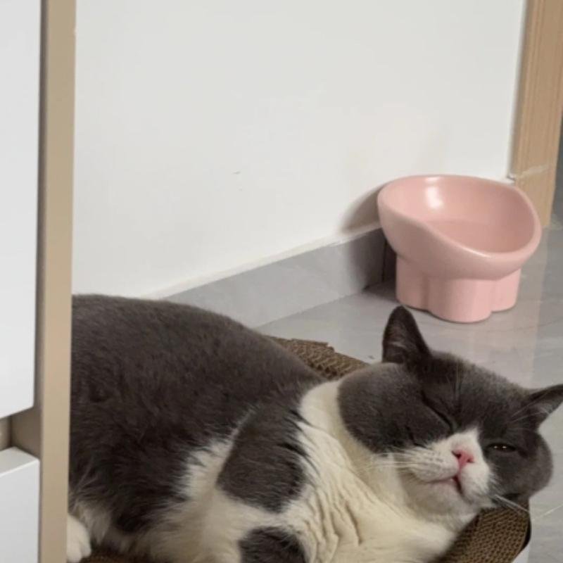 mèo vô tri nhìn đời không cảm xúc