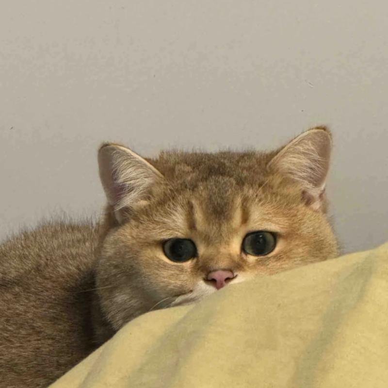 mèo vô tri nhìn là thấy vô cảm liền