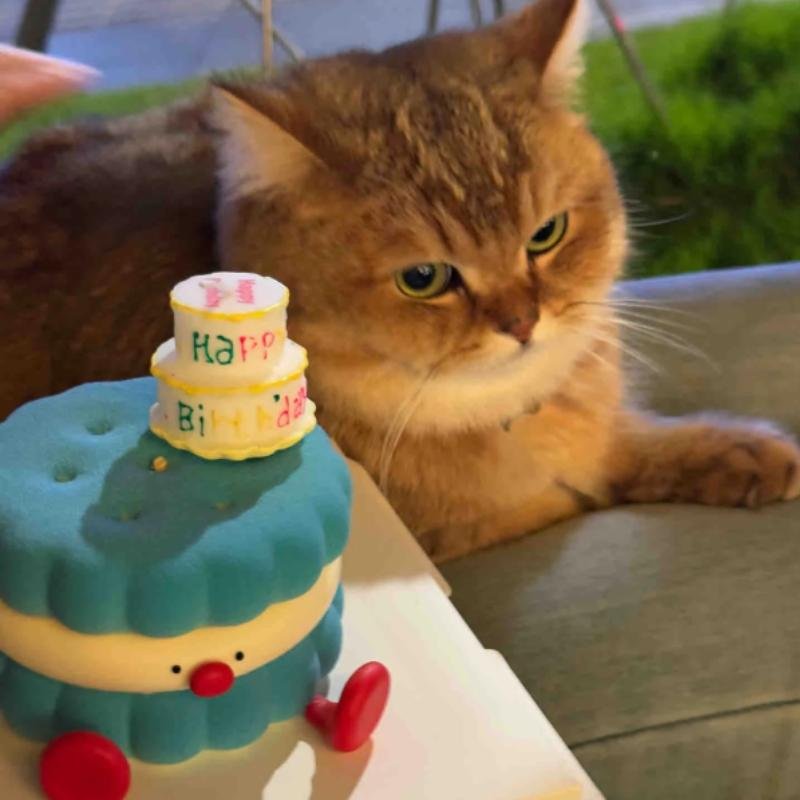 mèo vô tri nhìn ngầu và lạnh lùng