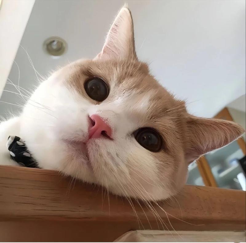 mèo vô tri nhìn ngơ nhưng cực ngầu