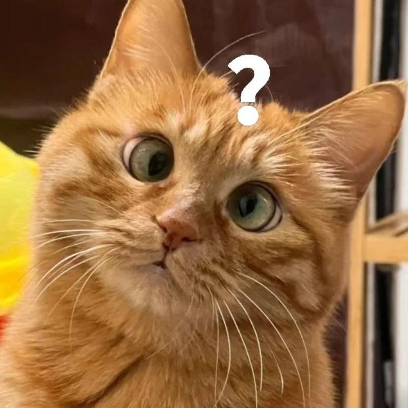 mèo vô tri phong cách hài không lời