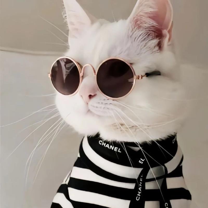 mèo vô tri phong cách ngầu lạ mắt