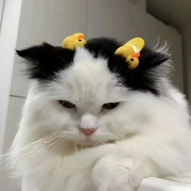 mèo vô tri phong thái ngầu hài hước